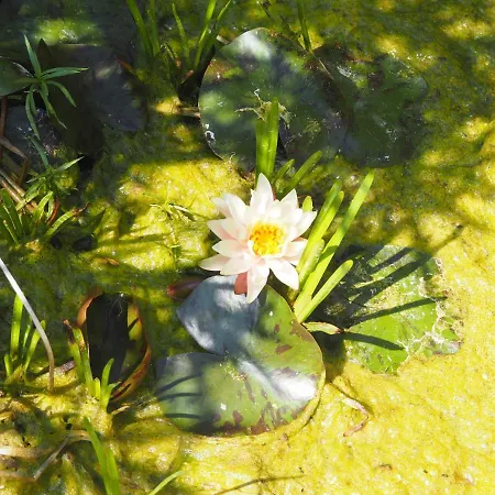 Tiny House Eco Кемпинг Estevais