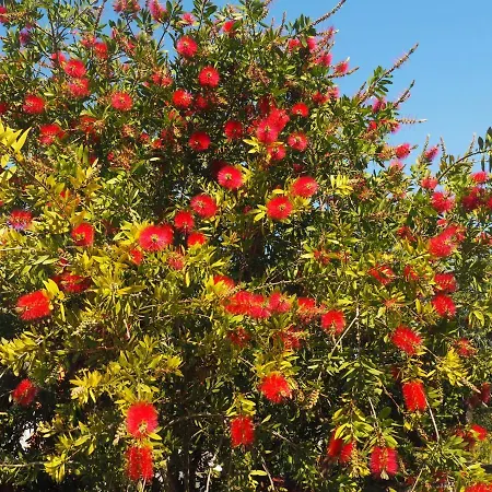 Кемпинг Tiny House Eco *