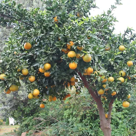 Кемпинг Tiny House Eco