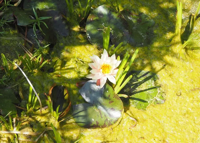 Tiny House Glamping مكان تخييم Estevais