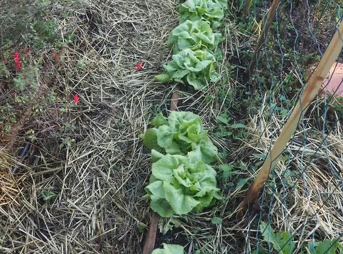 Tiny House Glamping مكان تخييم Estevais