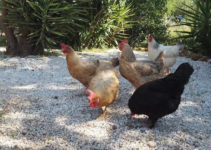 Tiny House Glamping مكان تخييم *