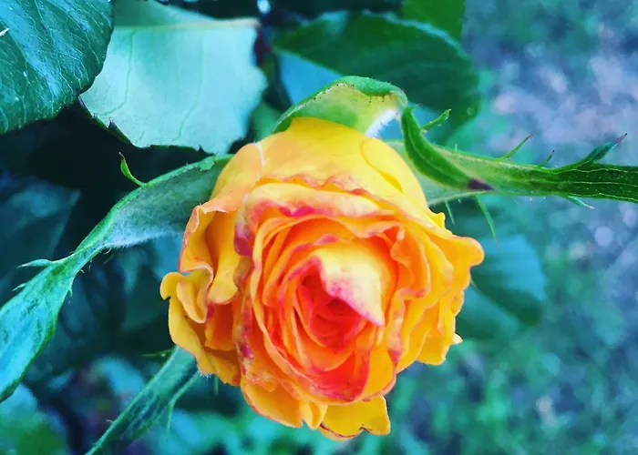 Tiny House Glamping مكان تخييم