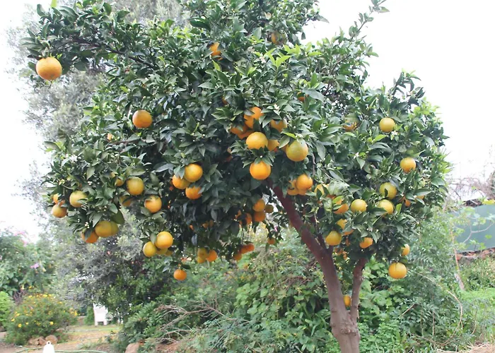 مكان تخييم Tiny House Glamping