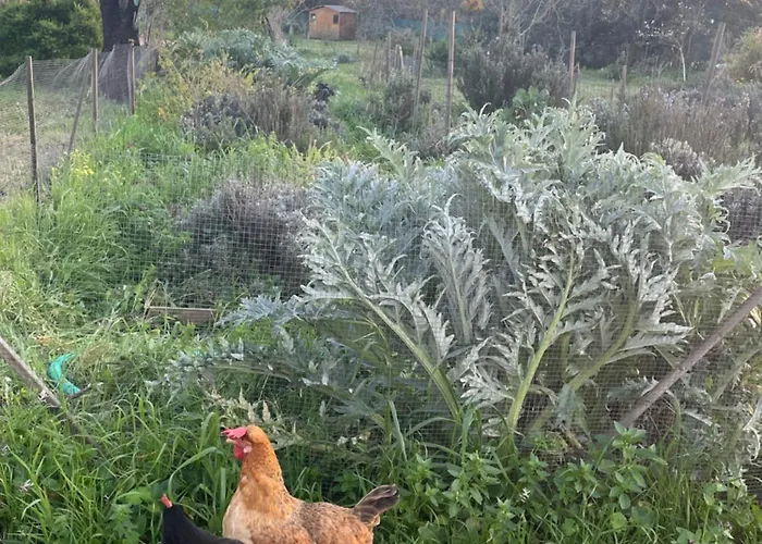 Tiny House Glamping *