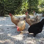 Glamping Paradise Kamp alanı *