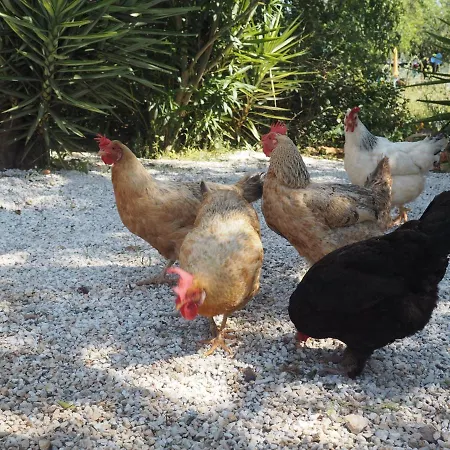 Tiny House Eco 营地 *