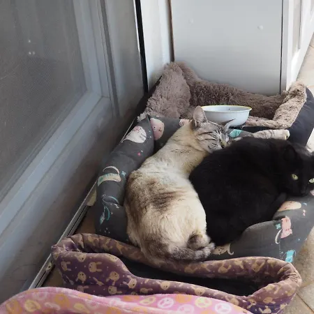 Tiny House Eco * Estevais