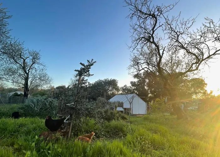 Tiny House In Bubble Of Nature Estevais